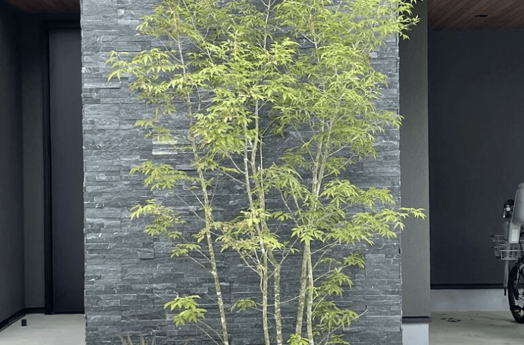 暗い玄関前と主庭が激変!アオダモとハイノキでつくるお洒落な庭の実例 メインツリーやアオダモ