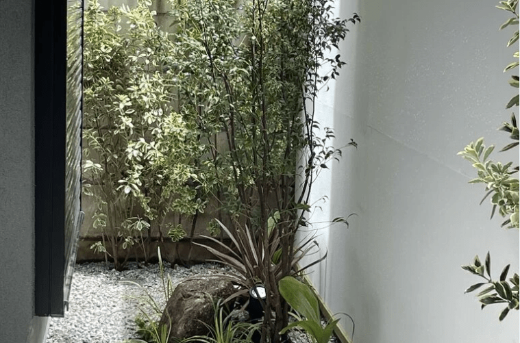 暗い玄関前と主庭が激変!アオダモとハイノキでつくるお洒落な庭の実例 主庭の植栽