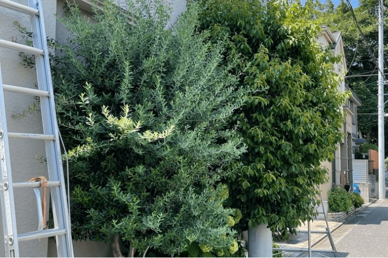 常緑ヤマボウシとオリーブの剪定|すっきり自然な樹形づくり 剪定前:ヤマボウシとオリーブ