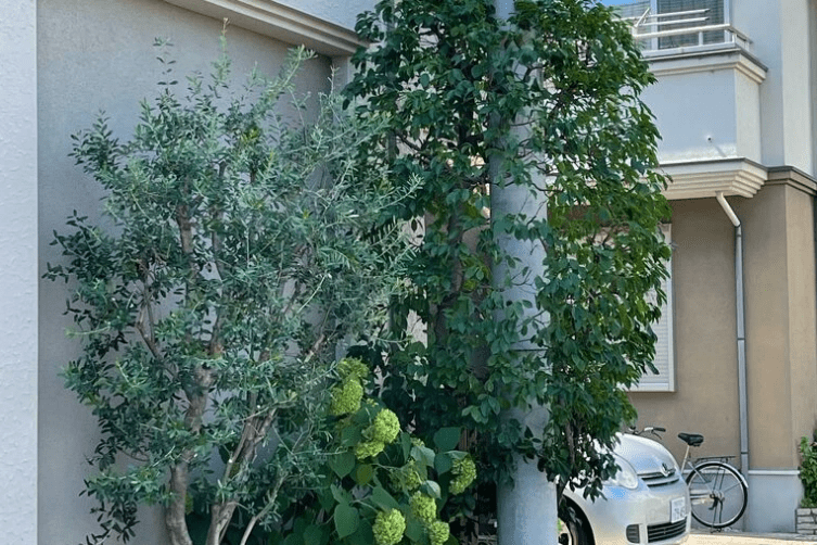 常緑ヤマボウシとオリーブの剪定|すっきり自然な樹形づくり 剪定後:ヤマボウシとオリーブ