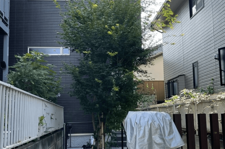 もみじの剪定例:失敗しない枝抜きで美しい理想の樹形に 剪定前シンボルツリー紅葉