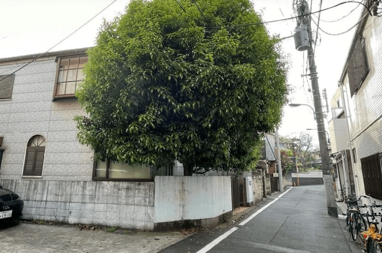 キンモクセイの剪定例:伸びすぎた大木を劇的に改善!失敗しない枝下ろしのコツ キンモクセイの剪定前