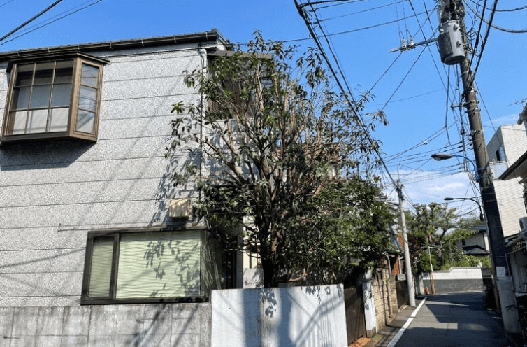 キンモクセイの剪定例:伸びすぎた大木を劇的に改善!失敗しない枝下ろしのコツ キンモクセイの剪定後