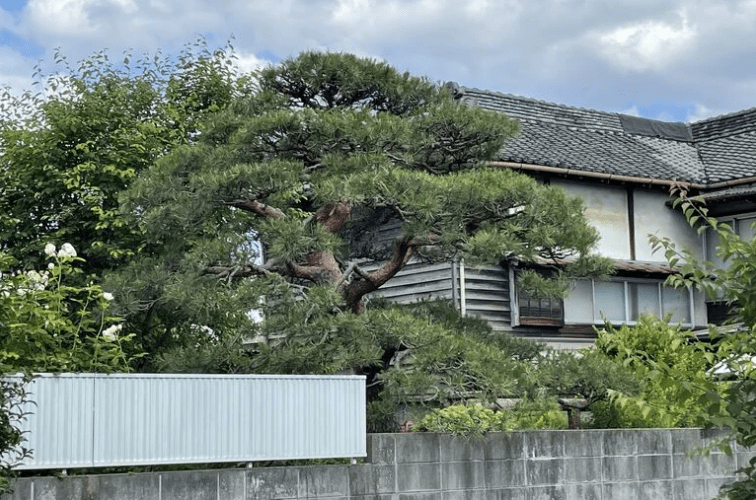 赤松の剪定 必見!失敗しないミドリ摘みのコツと最適な時期 赤松剪定後