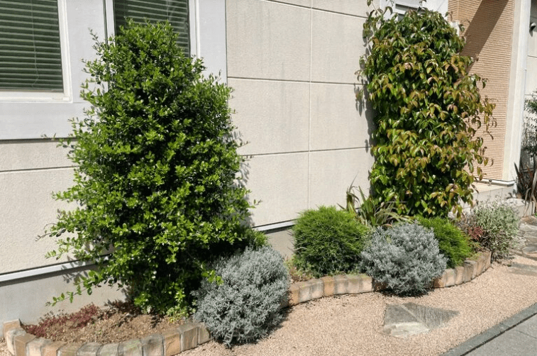 オリーブとヤマボウシの剪定事例:乱れた樹形を整える オリーブとヤマボウシ剪定前