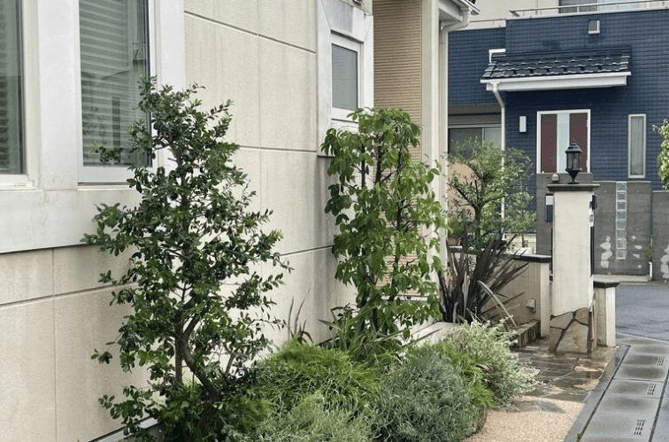 オリーブとヤマボウシの剪定事例:乱れた樹形を整える オリーブとヤマボウシ剪定後