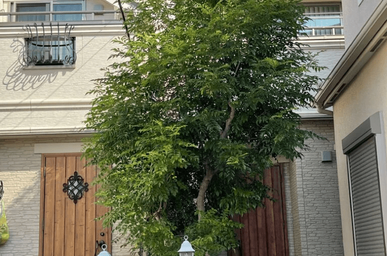 伸びすぎたシマトネリコの剪定|ビフォーアフターで解説 シマトネリコ剪定前